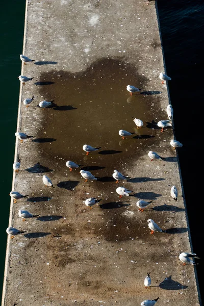 Seagulls live in urban environment — Stock Photo, Image