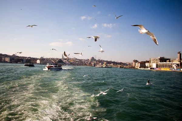 Istanbul'da deniz üzerinde gökyüzünde güvercinler uçmak — Stok fotoğraf