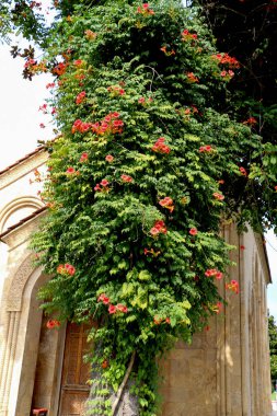 pasta's, tomaten, kaas en paddestoelen zijn geïsoleerd op een witte achtergrond