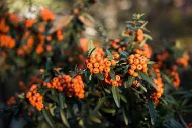 Yabani meyve doğada bulunan