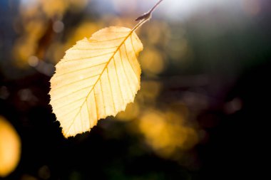 Kuru yaprak bir sonbahar arka plan üzerine yerleştirilen