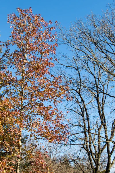 Autumn trees with yellow leaves in Autumn