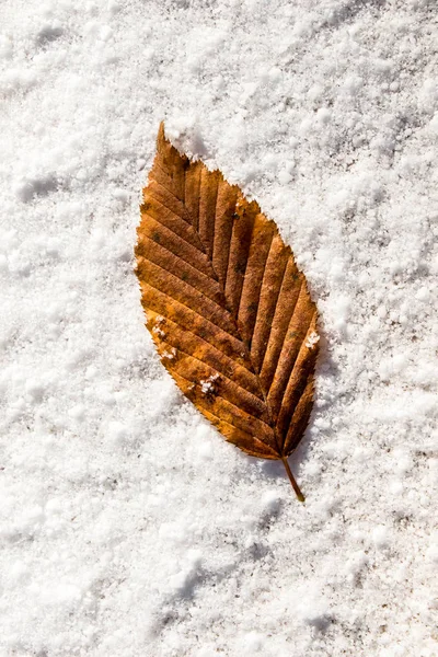 白い雪に覆われた背景に置かれた乾燥葉 — ストック写真