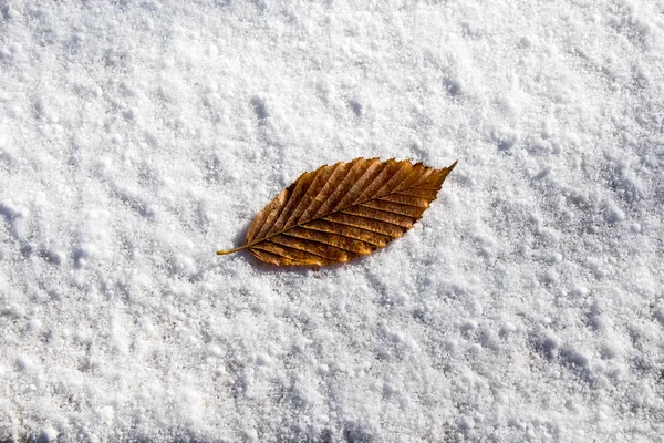 Ξηρά φύλλα τοποθετούνται σε χιονισμένο λευκό φόντο — Φωτογραφία Αρχείου
