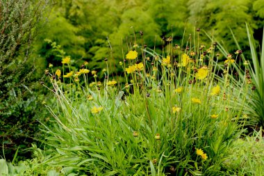 pasta's, tomaten, kaas en paddestoelen zijn geïsoleerd op een witte achtergrond