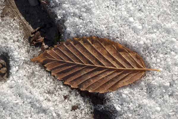 Trockenes Blatt auf weißem, schneebedecktem Hintergrund — Stockfoto