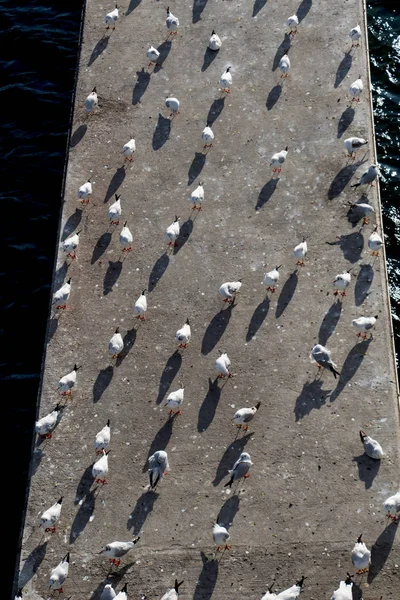 Les mouettes vivent en milieu urbain — Photo