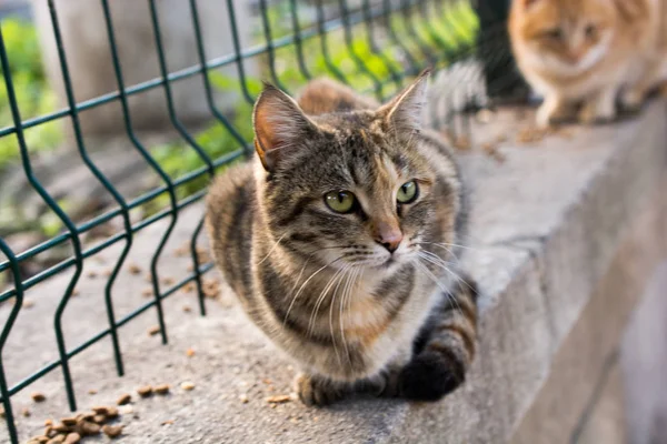 노숙자 거리의 고양이의 초상화 — 스톡 사진