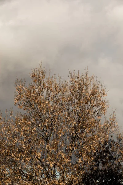 Тло Осіннього Сезону Деревами — стокове фото