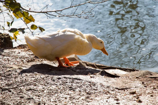 Белая утка на берегу пруда — стоковое фото