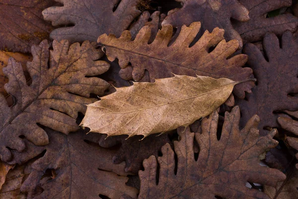 Hoja seca sobresaliente en otras hojas como fondo de otoño — Foto de Stock