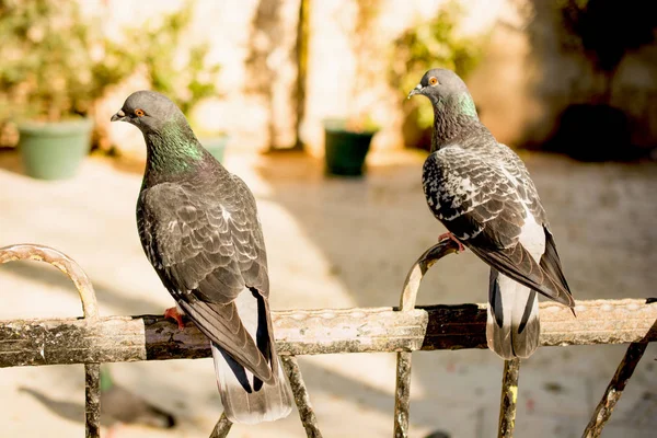 Aves solitárias por viver em ambiente urbano — Fotografia de Stock