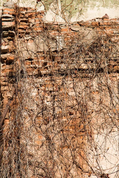 Textura fundo da temporada de outono com seus elementos — Fotografia de Stock