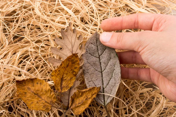 Hand holding a dry autumn leaf on a straw background