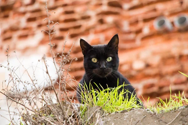 Otro retrato de un gato callejero sin hogar —  Fotos de Stock