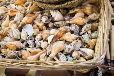 Sepet içinde küçük deniz kabuklarını türleri