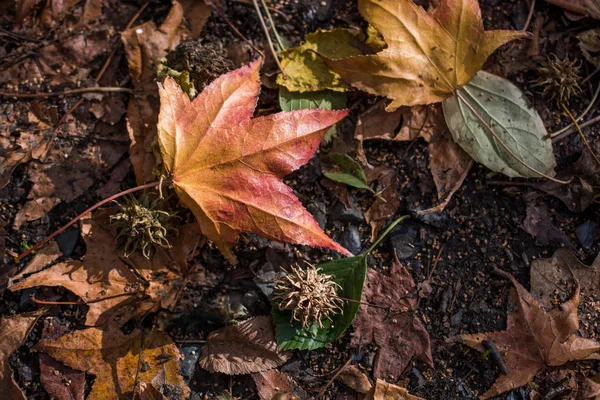 Folhas secas como fundo de outono — Fotografia de Stock