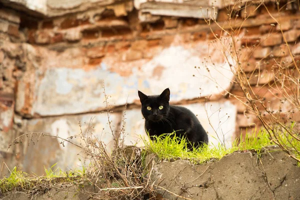 Otro retrato de un gato callejero sin hogar —  Fotos de Stock