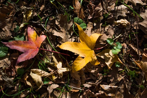 Suché listí podzimní pozadí — Stock fotografie