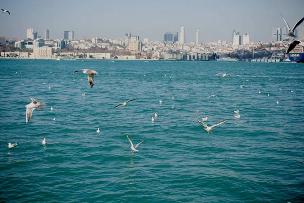 Meeuwen vliegen in de lucht over de wateren van de zee — Stockfoto