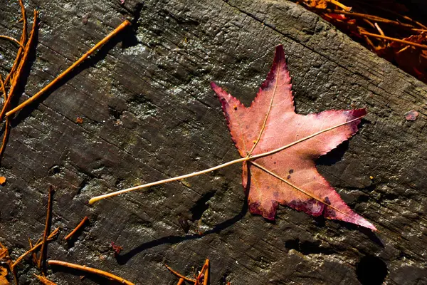茶色の木製の背景に乾燥葉 — ストック写真