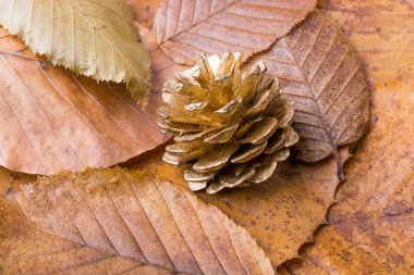Çam kozalağı kuru yapraklarla kaplı bir arka plan üzerinde
