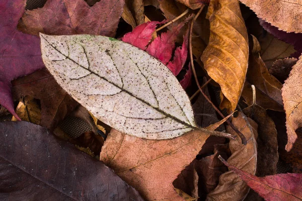 Trockenes Laub als herbstlicher Hintergrund — Stockfoto