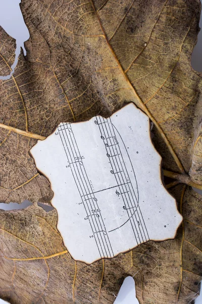 Macro view of a dry leaf with paper with  musical notes of  autu — Stock Photo, Image