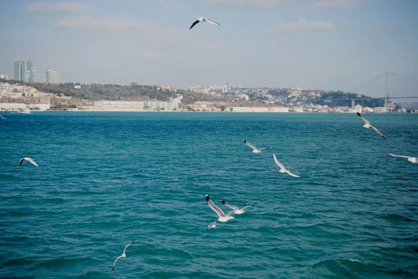 Möwen fliegen im Himmel über dem Meer — Stockfoto