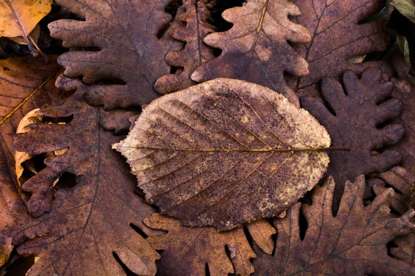 Suchy liść wybitne na innych liści jako tło jesień — Zdjęcie stockowe