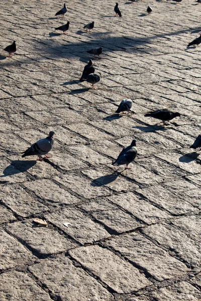 Grijze duiven leven in grote groepen in stedelijke omgeving — Stockfoto