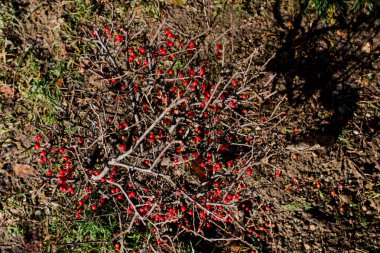 Yabani meyve doğada bulunan
