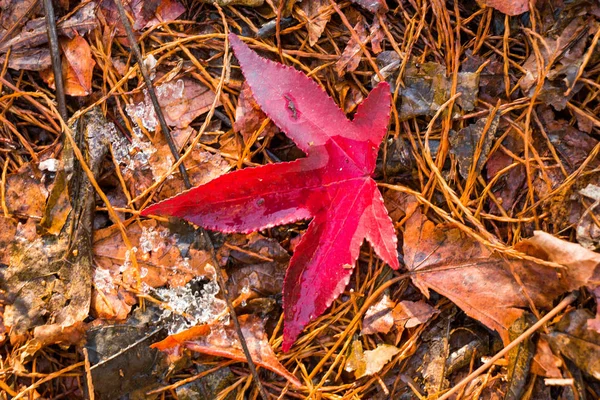 Foglie secche come sfondo autunnale — Foto Stock