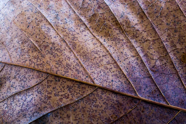 Bir kuru yaprak sonbahar sezonunun makro görünümü — Stok fotoğraf