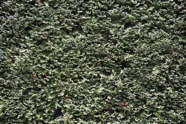  Bahar yeşil yaprakları