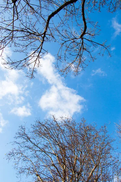Молоде дерево в осінній сезон — стокове фото