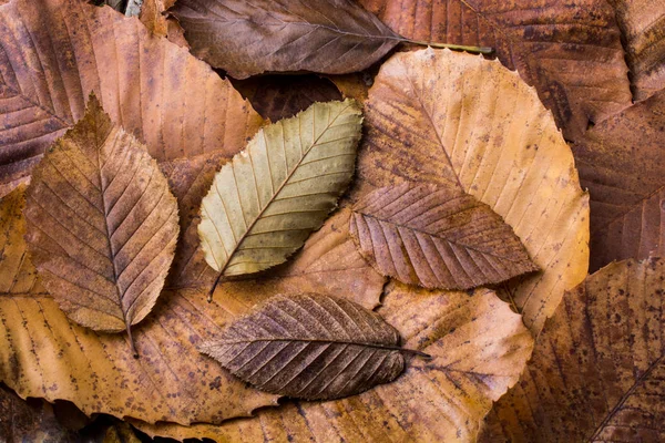 Сухие листья на других листьях в качестве осеннего фона — стоковое фото