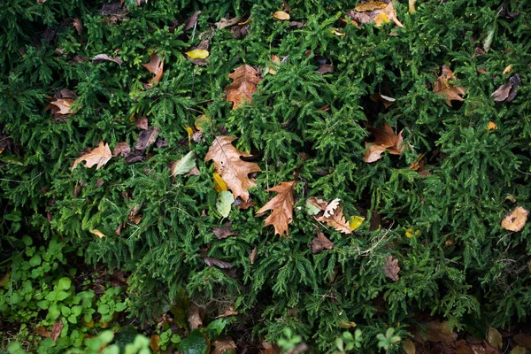 Foglie secche come sfondo autunnale — Foto Stock