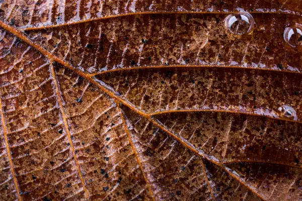 Макрообзор сухого листа осеннего сезона — стоковое фото