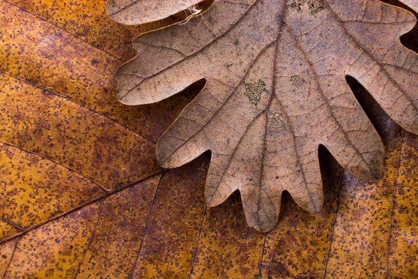 Droog blad uitstekend op andere bladeren als de achtergrond van de herfst — Stockfoto