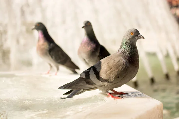 Aves solitárias junto à fonte vivem em ambiente urbano — Fotografia de Stock