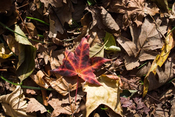 Foglie secche come sfondo autunnale — Foto Stock