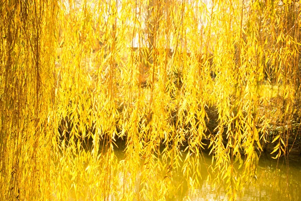 Ramos de salgueiro de cor amarela com folhas no outono — Fotografia de Stock