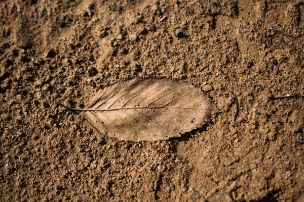 Dry leaf placed  on a certain background — Stock Photo, Image