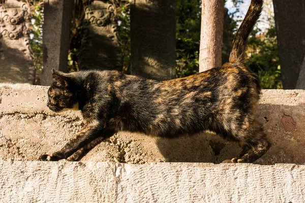 Otro retrato de un gato callejero sin hogar — Foto de Stock