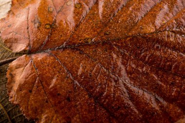 Bir kuru yaprak sonbahar sezonunun makro görünümü