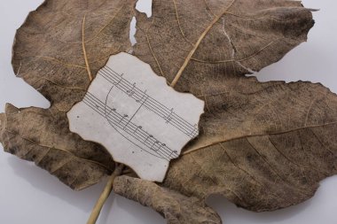 Bir kuru yaprak kağıt ile makro görünümü autu müzik notaları ile