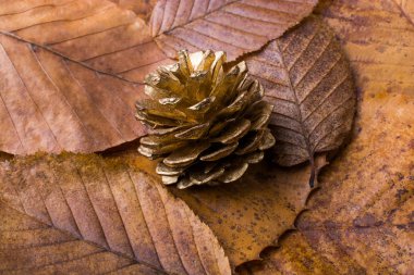 Çam kozalağı kuru yapraklarla kaplı bir arka plan üzerinde