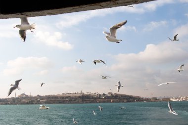 Istanbul'da deniz üzerinde gökyüzünde güvercinler uçmak