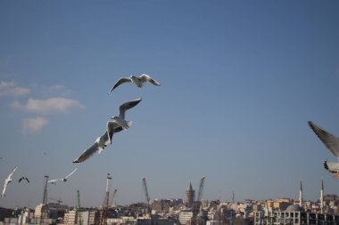 Istanbul'da deniz üzerinde gökyüzünde güvercinler uçmak
